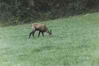 Un chamois qui broute !