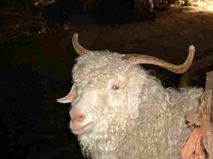 Une de nos chvres Angora