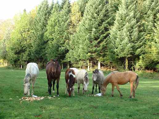 Nos chevaux