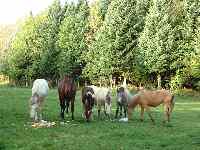 Les six chevaux de la ferme