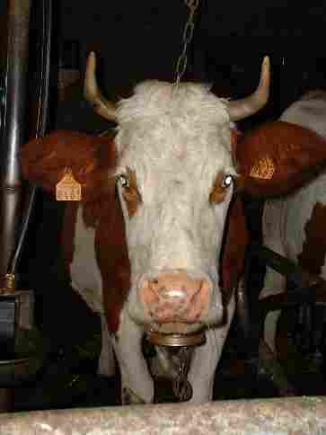 Bonjour la vache !