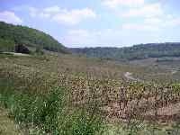 Le vignoble Jurassien
