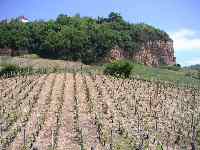 Le vignoble de Chteau Chalon 