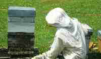 Caro vrifie que les abeilles travaillent bien !!!