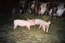 Les trois petits cochons