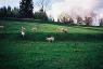 Les chvres  Angora en promenade
