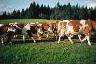 Pour les vaches, c'est l'heure d'aller  la traite .