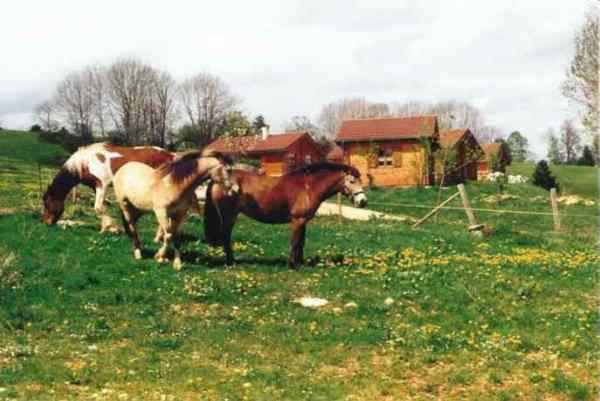 chevaux1 agd4.jpg (26057 octets)