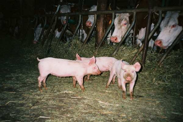 Cochons curieux