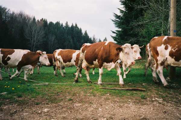 Retour des vaches  la ferme