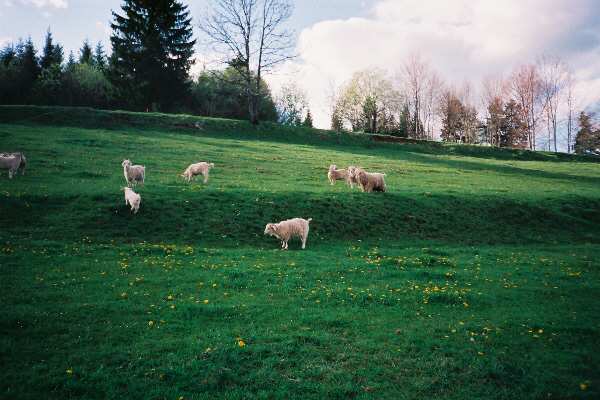 Nos chvres angora