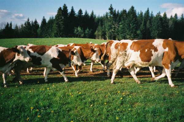 Retour des vaches  la ferme