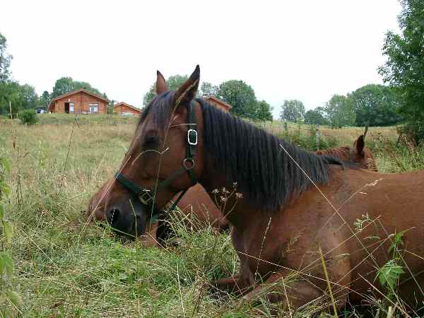 Un de nos chevaux