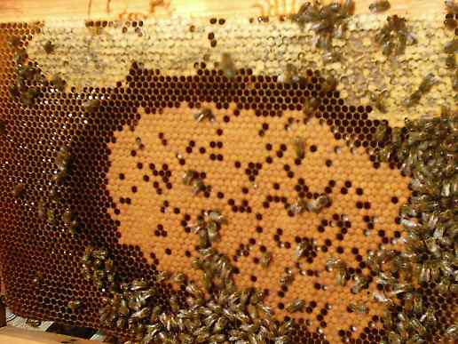 les_abeille_au_boulot agd4.jpg (33863 octets)