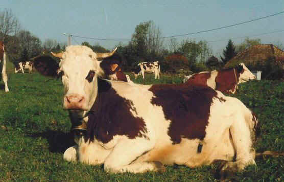 oh, une vache !