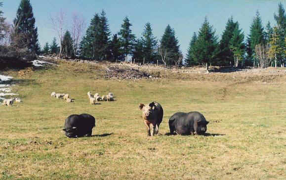 nos cochons
