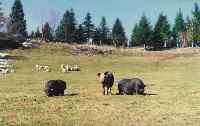Les trois gros cochons