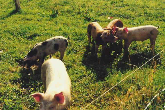 Nos petits cochons
