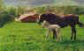 Bcassine et son poulain Lucky-Luke .