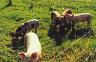 Les cochons au champs