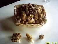 Un ptit tour aux morilles,  vous parle !