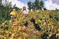 Mme Furland et Caro aux vendanges